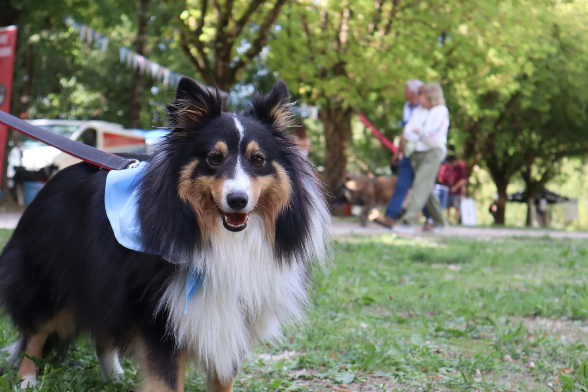 Chien présent au Woof Day — portrait 4
