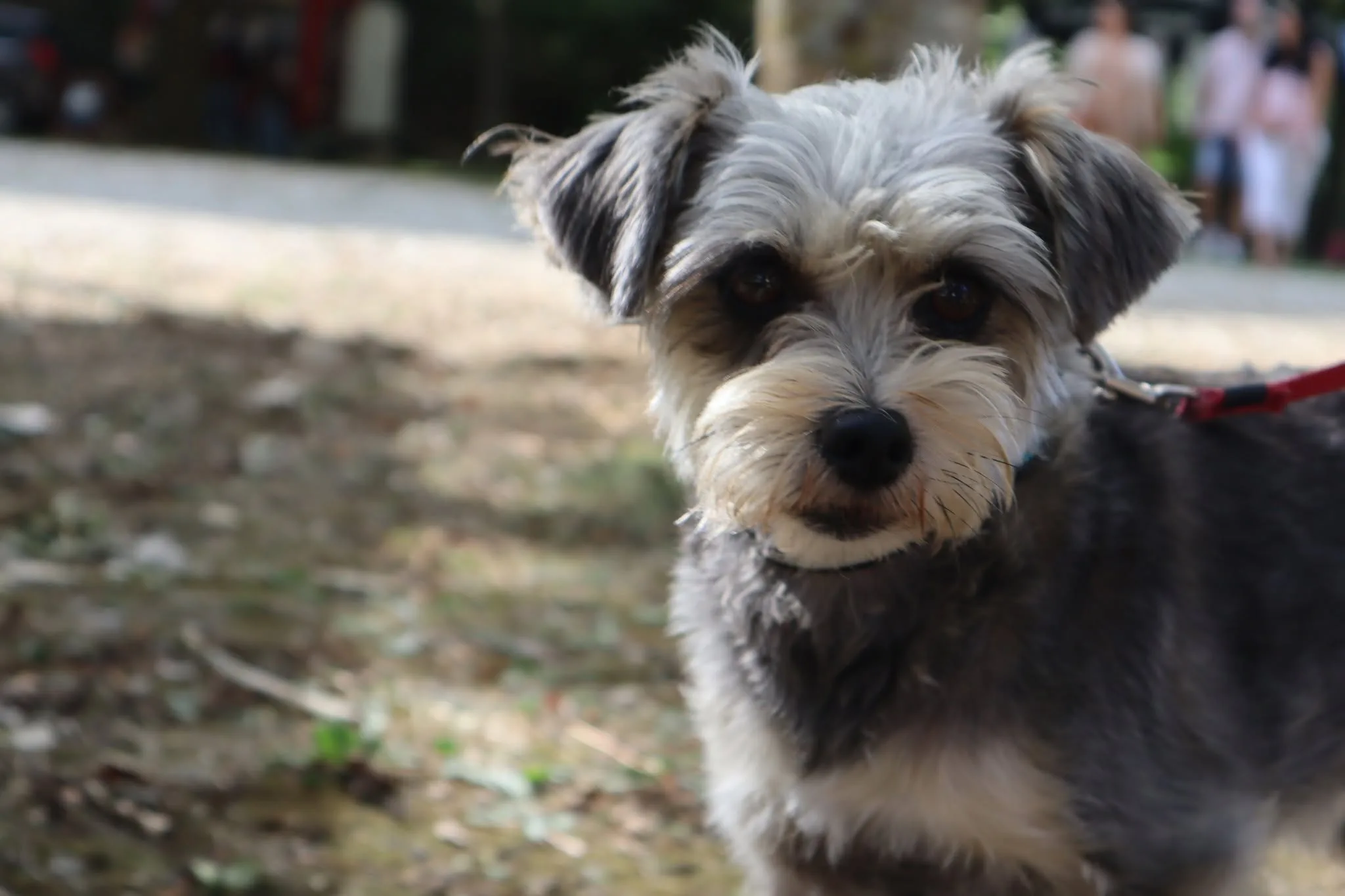 Chien présent au Woof Day — portrait 5