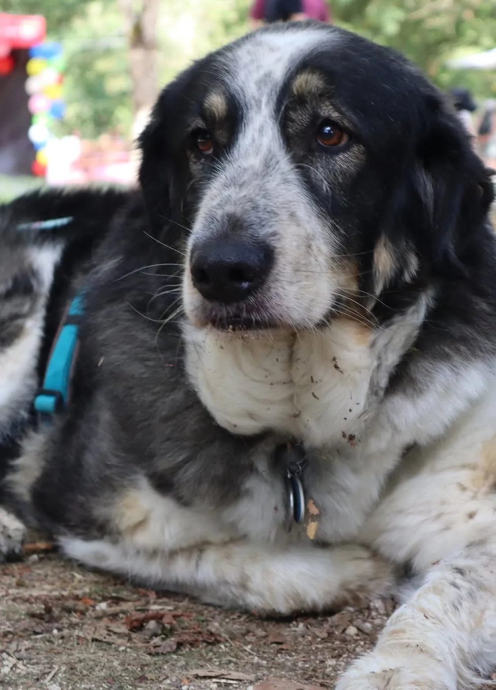 Chien présent au Woof Day — portrait 6