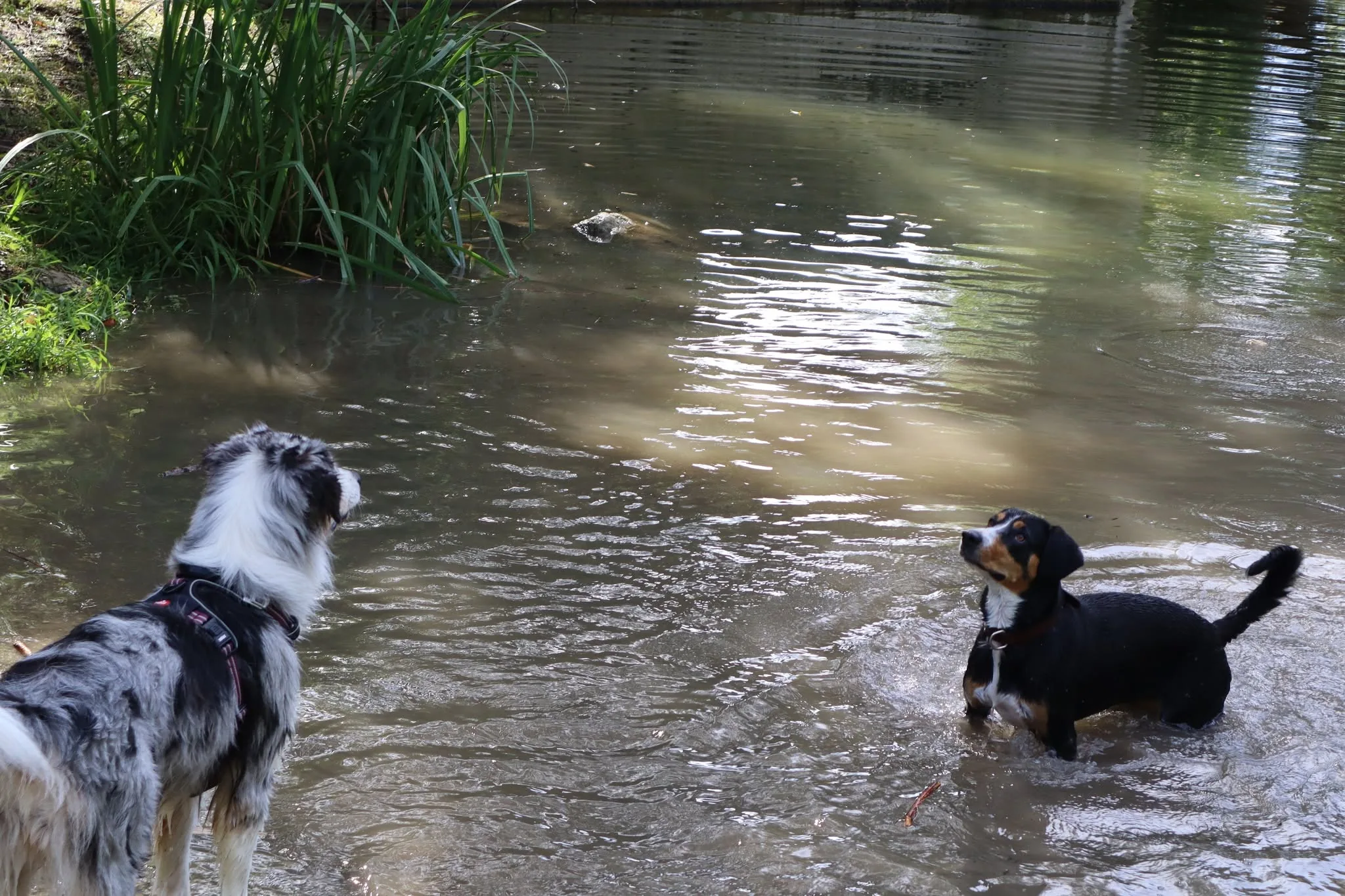 Chien présent au Woof Day — portrait 9