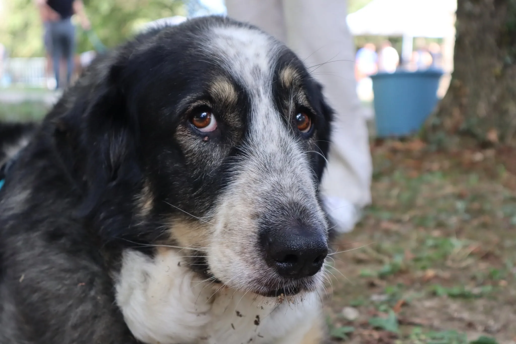 Chien présent au Woof Day — portrait 3