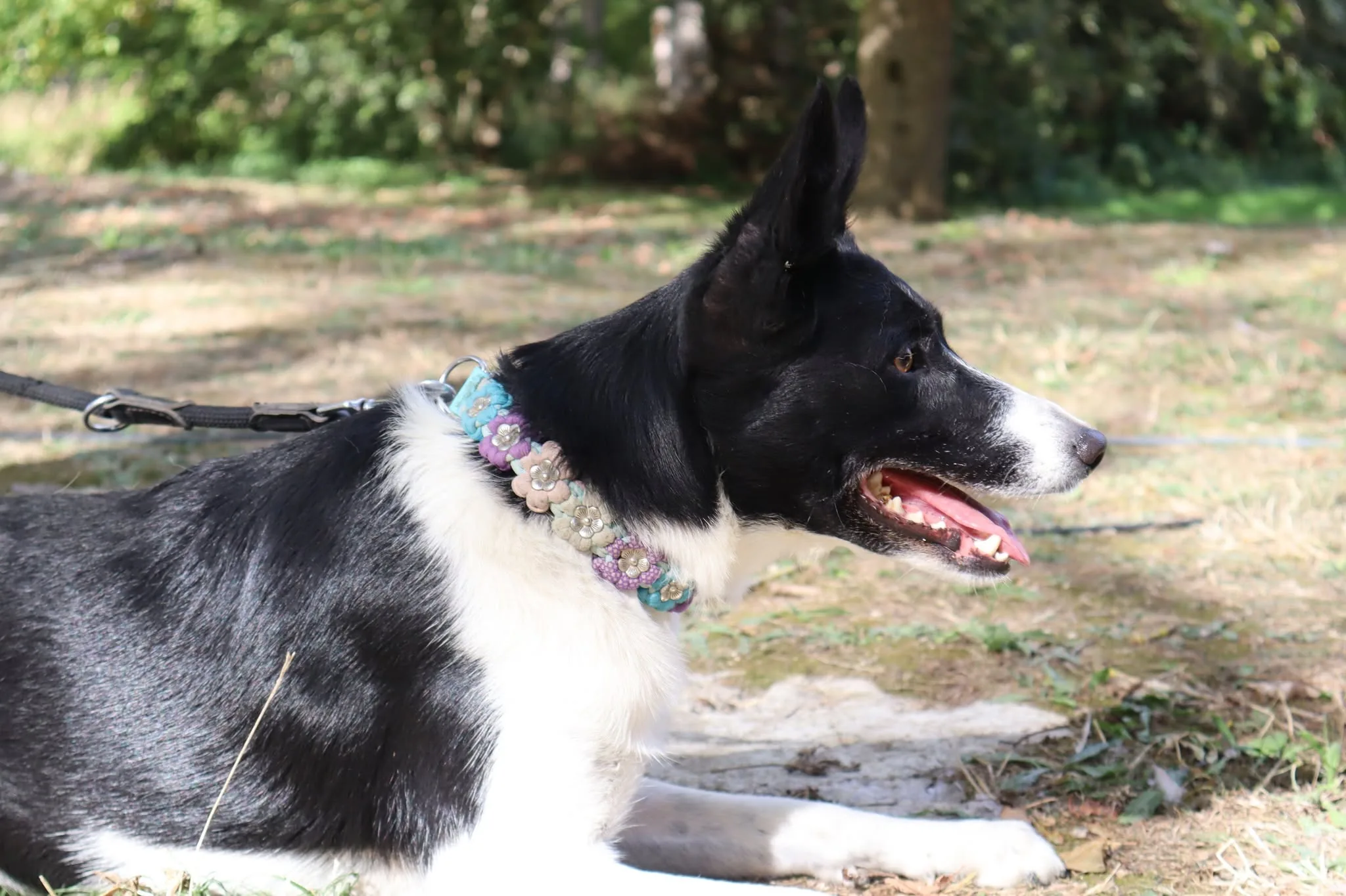 Chien présent au Woof Day — portrait 1