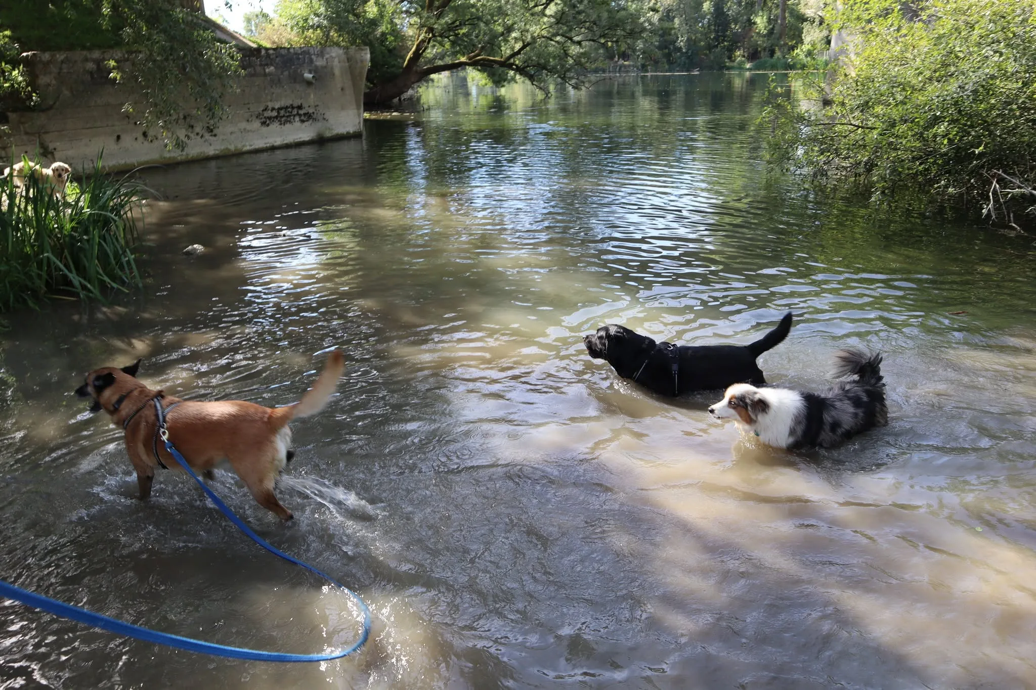 Chiens à la rivière, ambiance édition 2