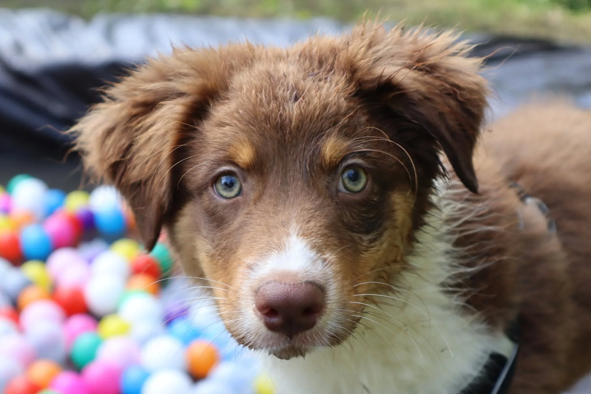 Chien présent au Woof Day — portrait 2