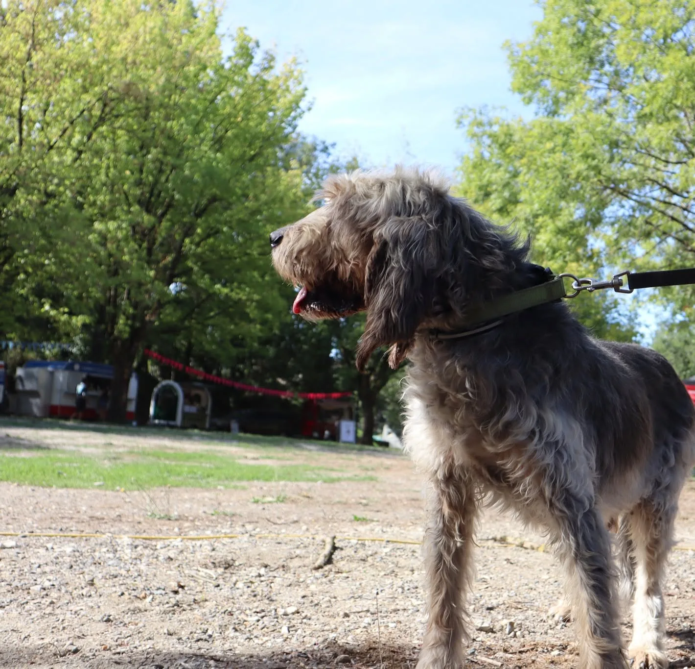 Chien présent au Woof Day — portrait 10