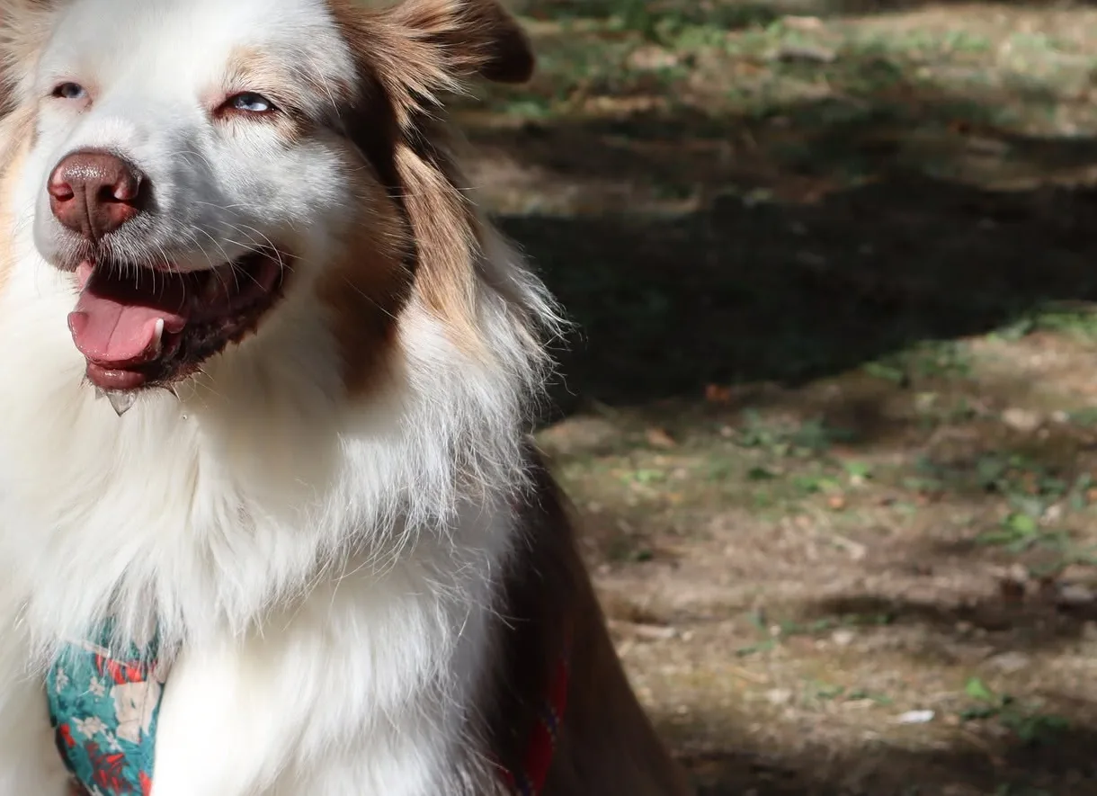 Chien présent au Woof Day — portrait 7