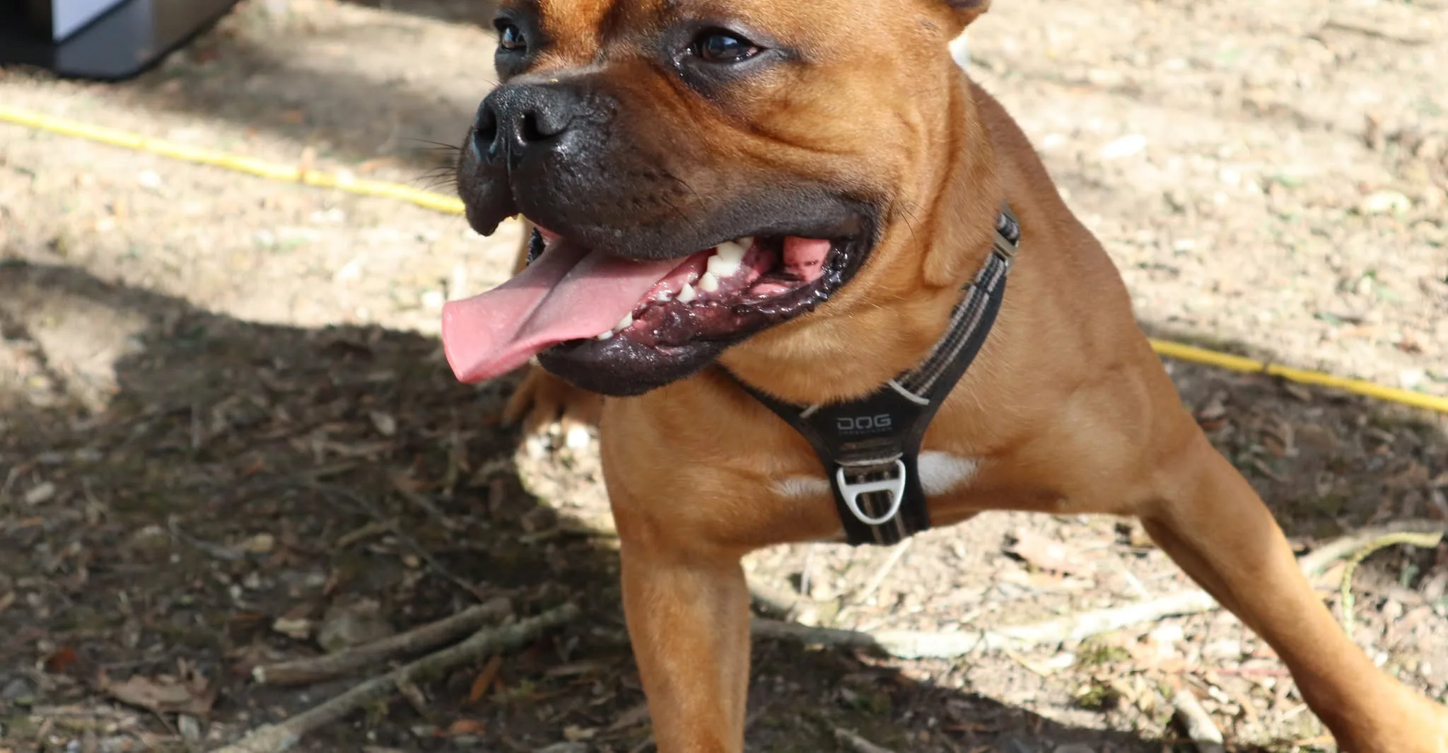 Chien présent au Woof Day — portrait 8